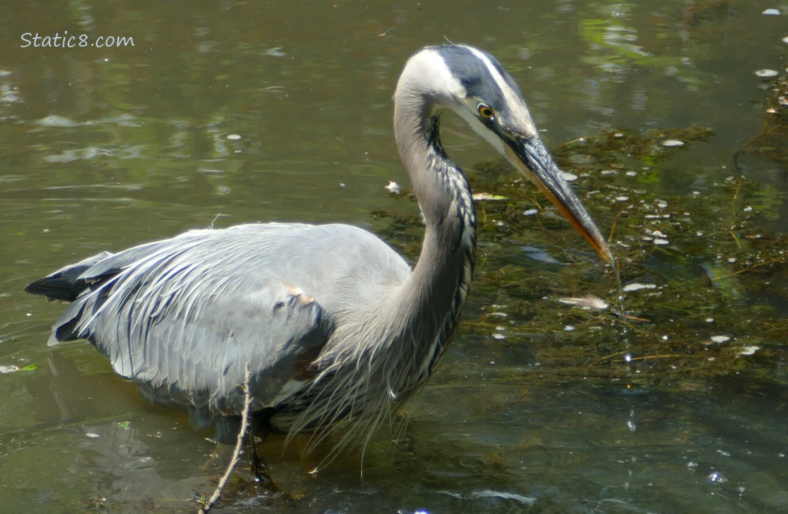 Great Blue Heron standing in shallow water