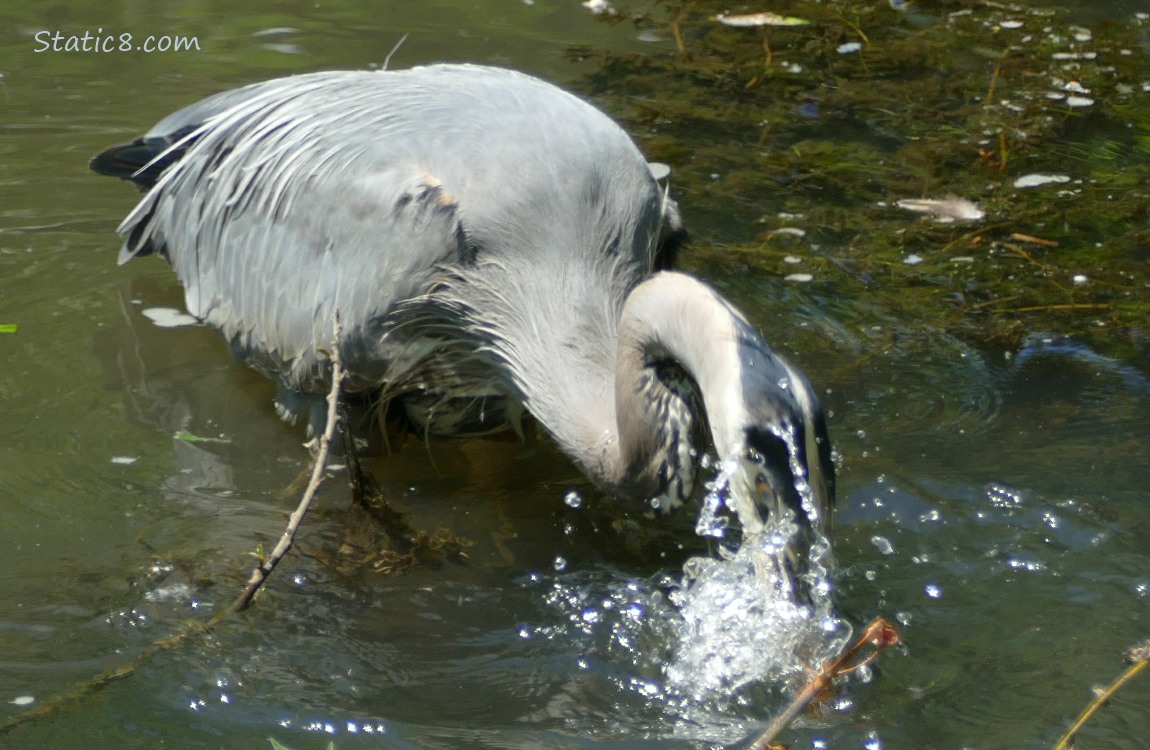 Great Blue Heron stikes