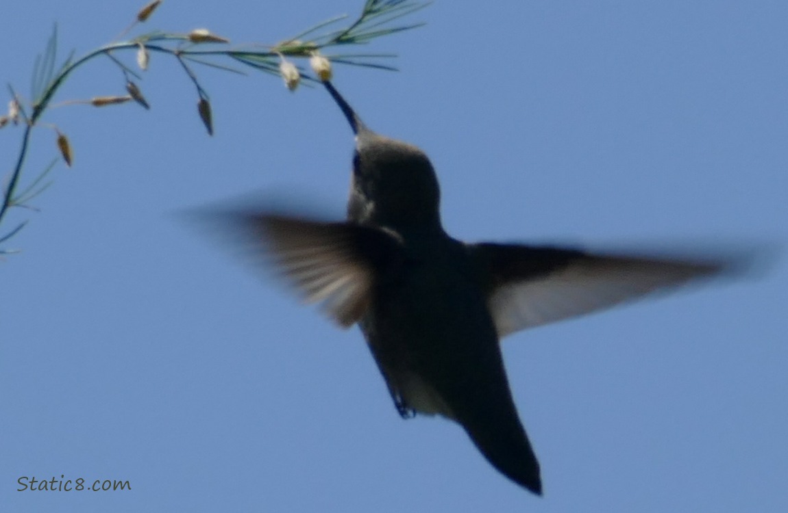 Anna Hummingbird under an Asparagus bloom