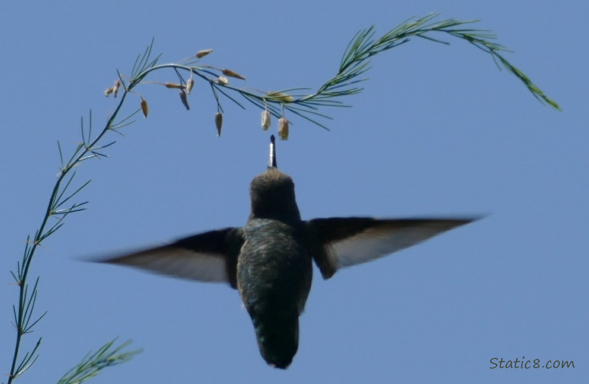 Anna Hummingbird under an Asparagus bloom