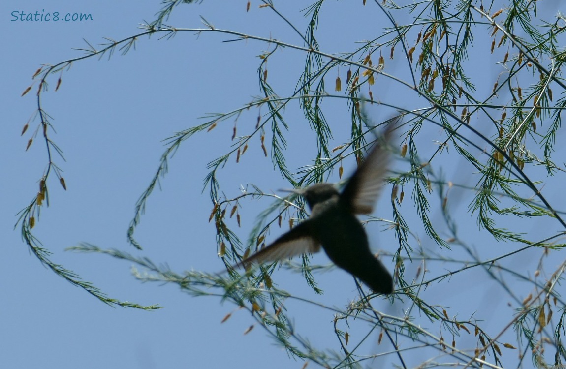 Anna Hummingbird with Asparagus fronds