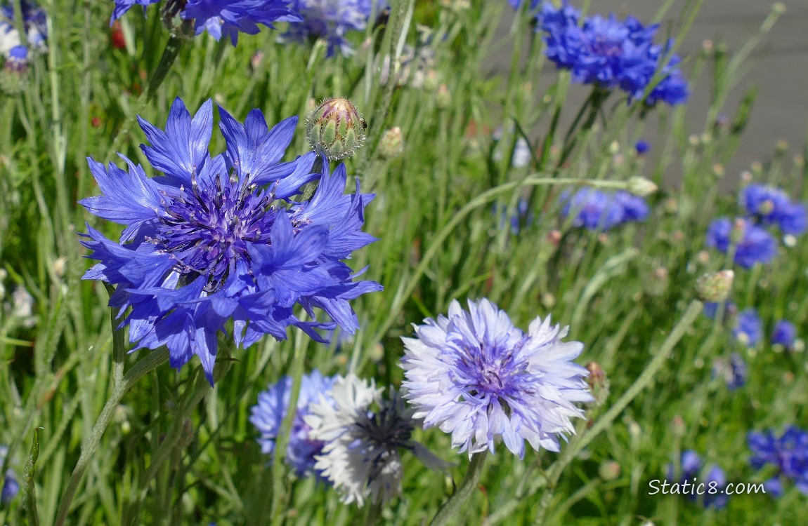 Bachlor Button blooms