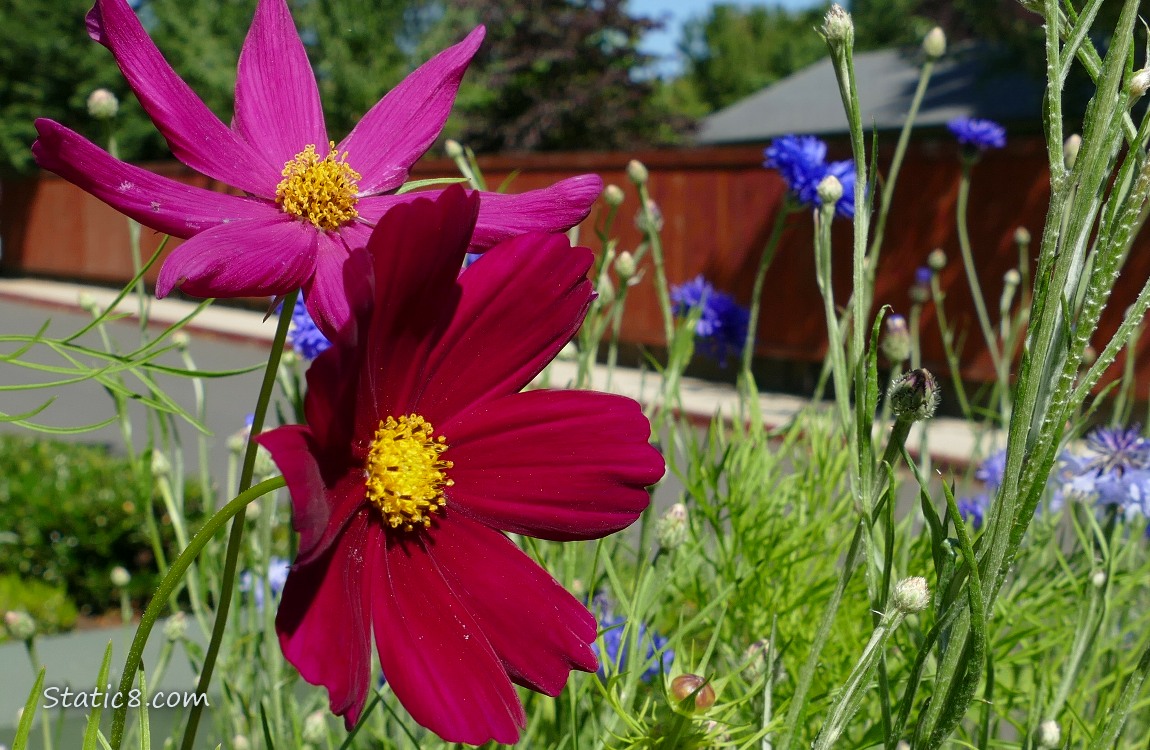 Dark pink Cosmos blooms