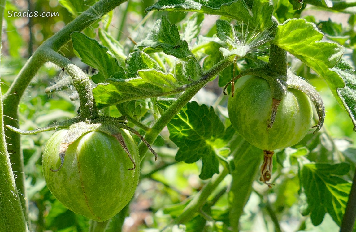 Green tomatoes growing on the plant