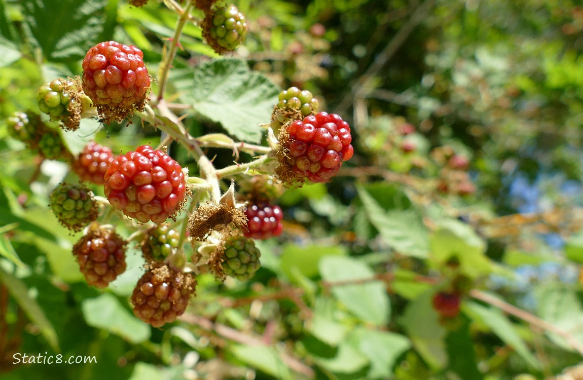 Himalayan Blackberry fruits ripening on the vine
