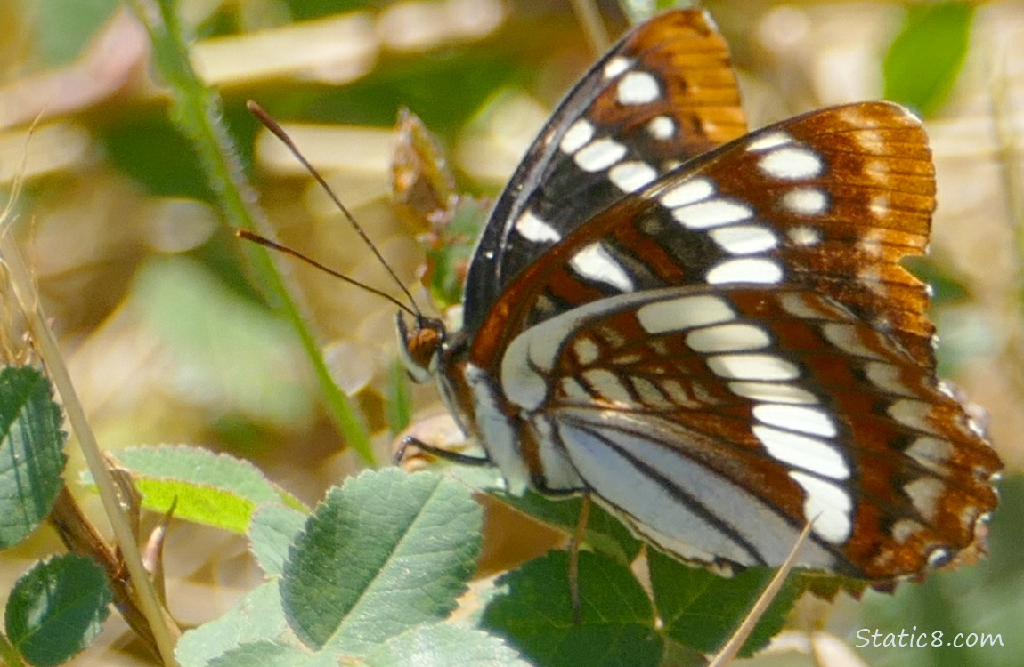 Butterfly standing on weeds
