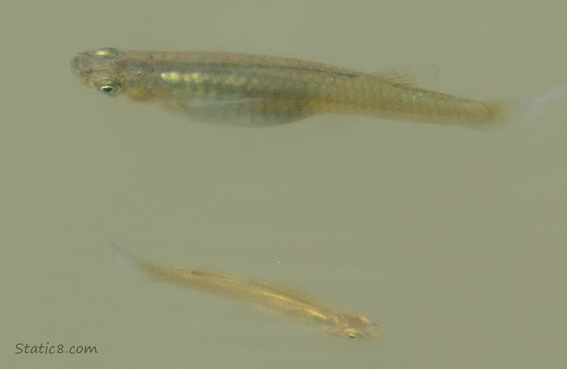 Minnows swimming in the water