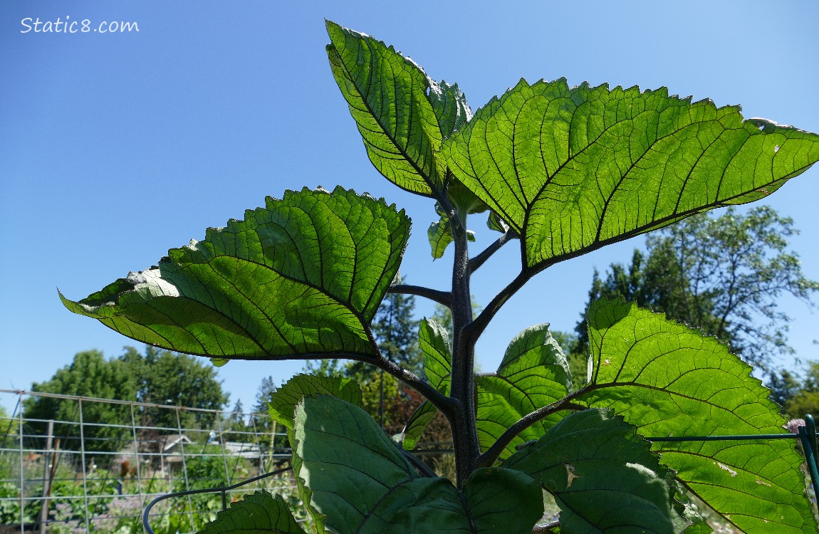 Looking up at a sunflower in front of the blue sky