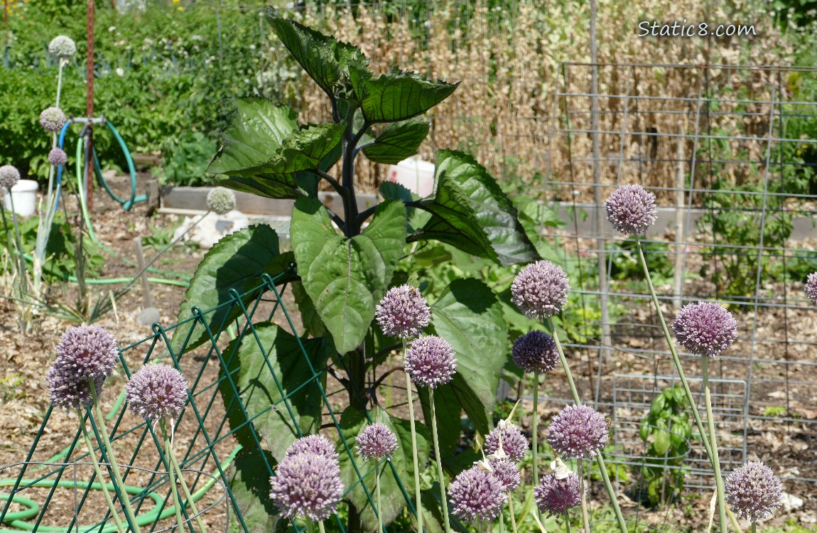 Garlic blooms with a sunflower plant growing behind them[