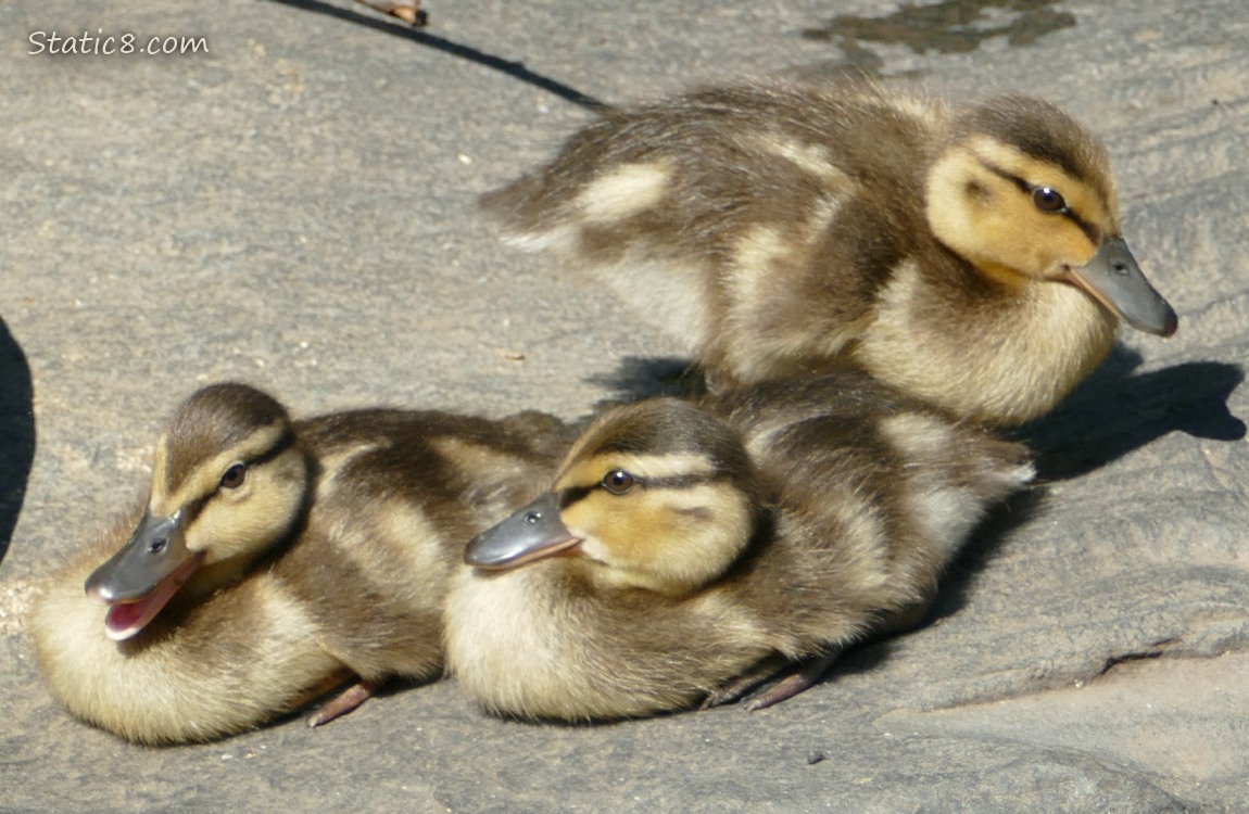 Two ducklings sitting on a rock