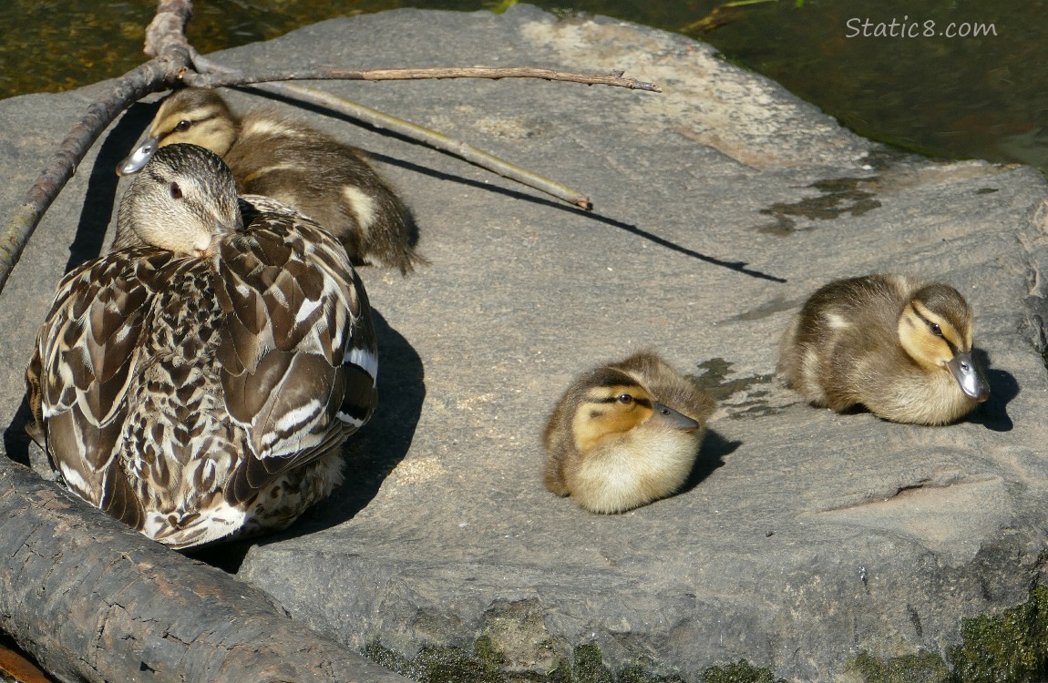 Mama Mallard with three ducklings sitting on a rock