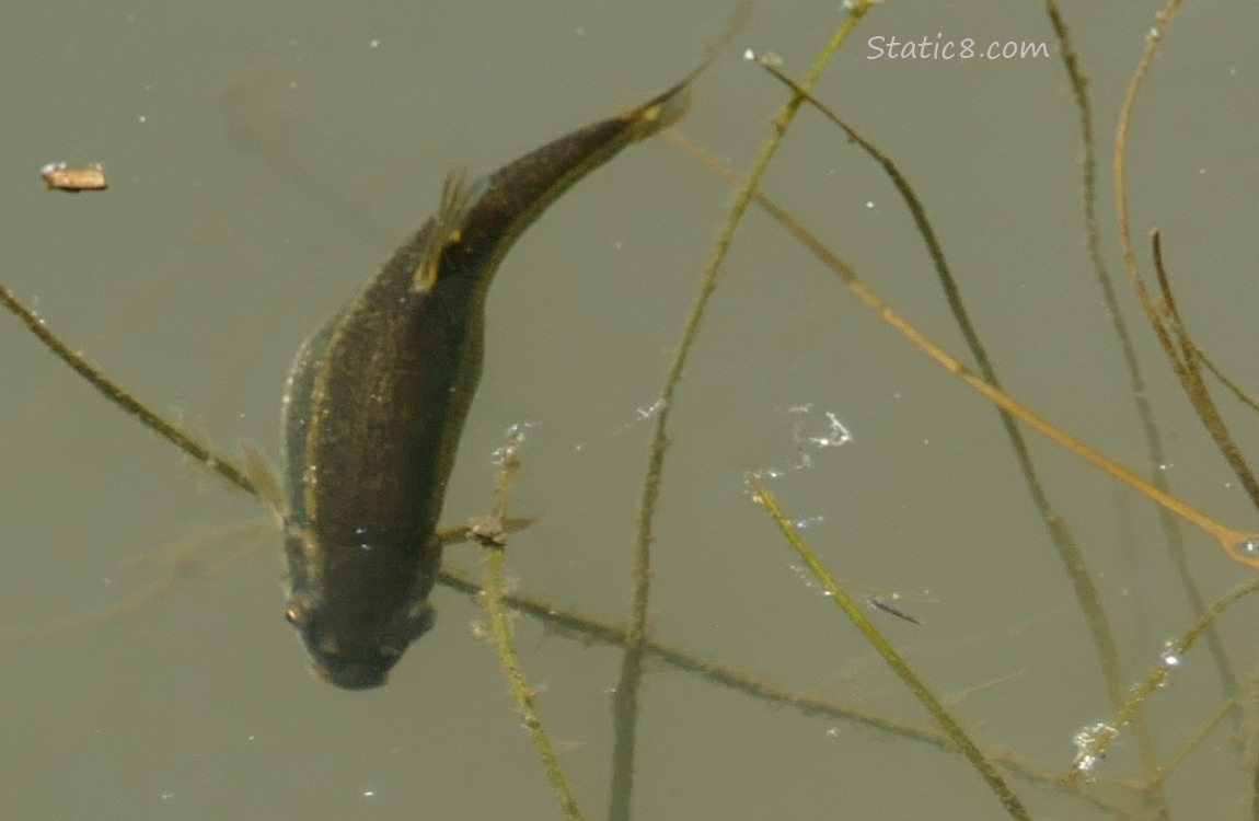 Black Minnow swimming in the water