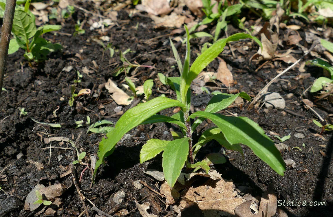 Unknown plant growing in the ground