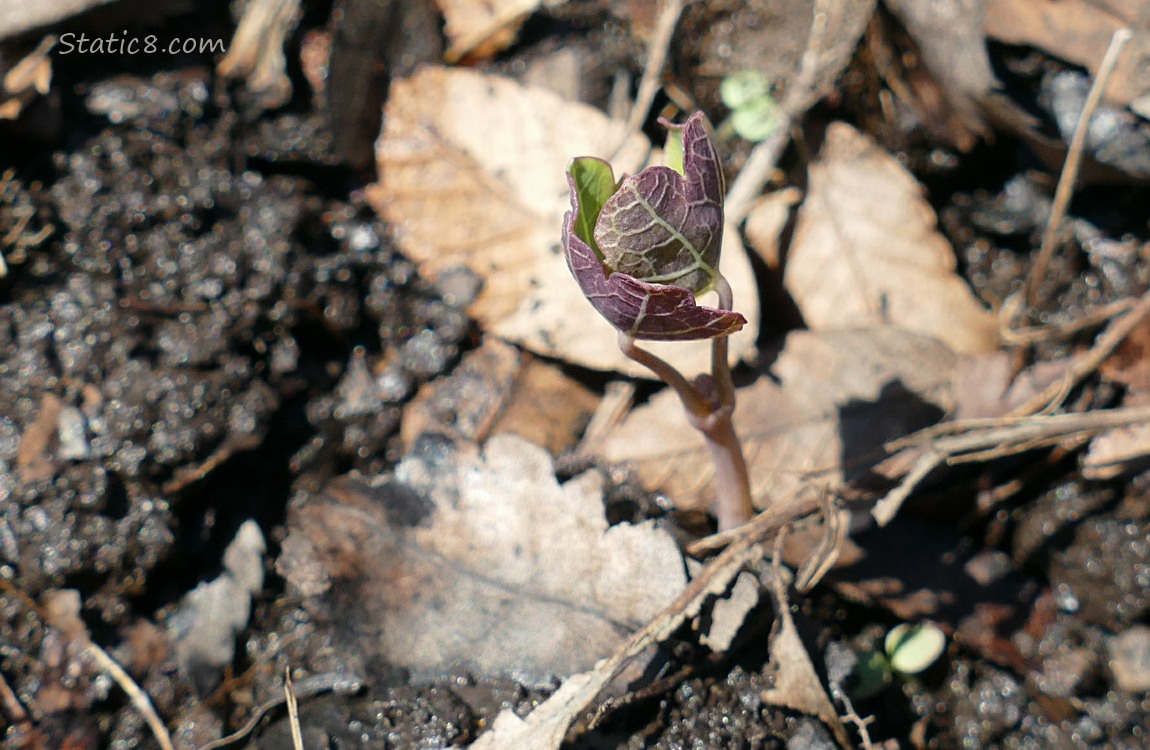 Nasturtium seedling growing in the ground