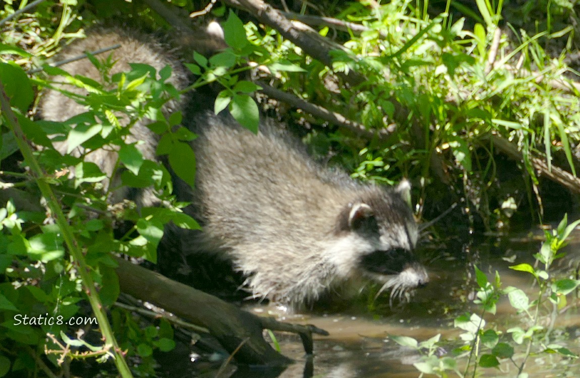Raccoon baby at the back of the creek