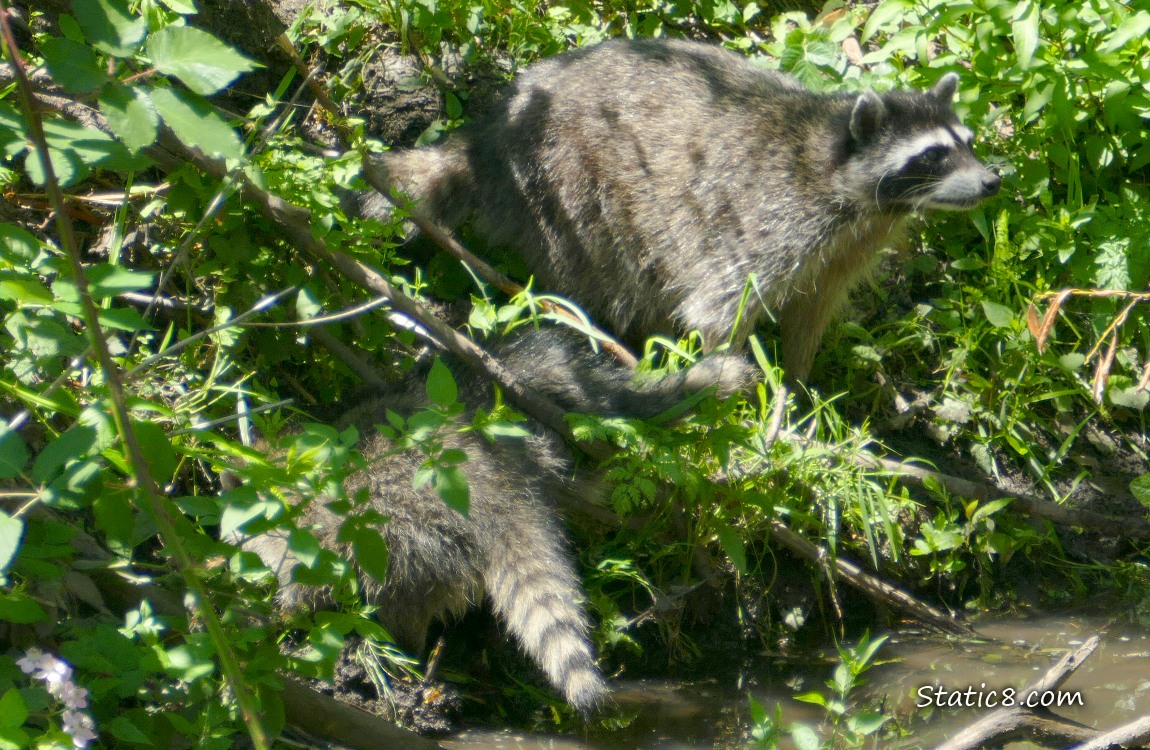 Raccon and tails of two smaller raccoons in the shrubbery