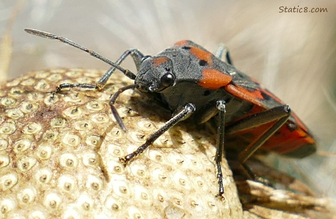 Close up of a Western Small Milkweed Bug