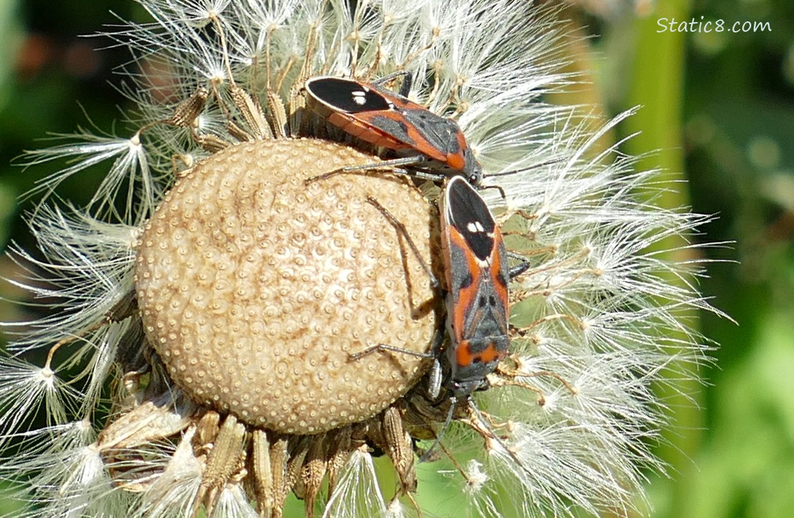 Small Milkweed Bugs on a Dandelion seed head