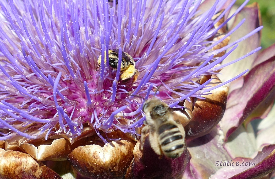Honey Bees at an Artichoke bloom