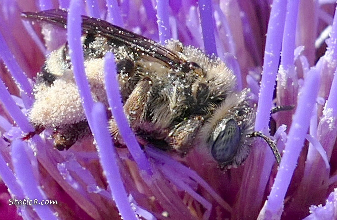 Honey Bee at an Artichoke bloom