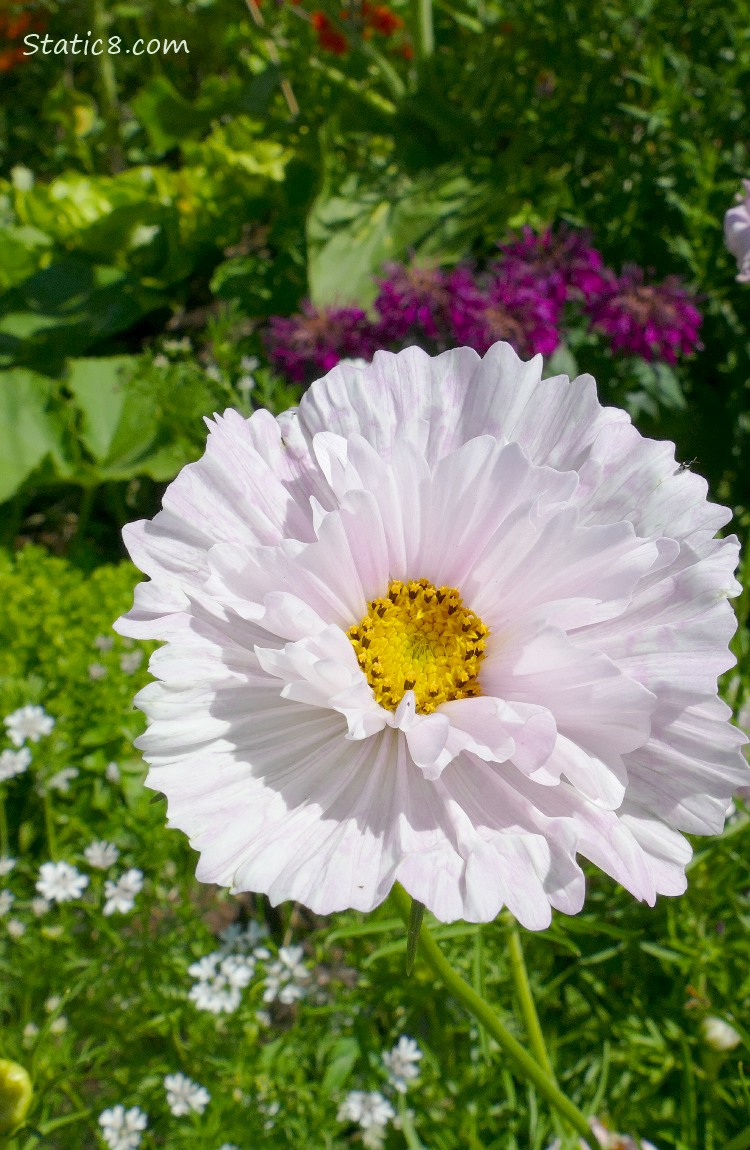 double petal pink Cosmos bloom with other flowers in the background