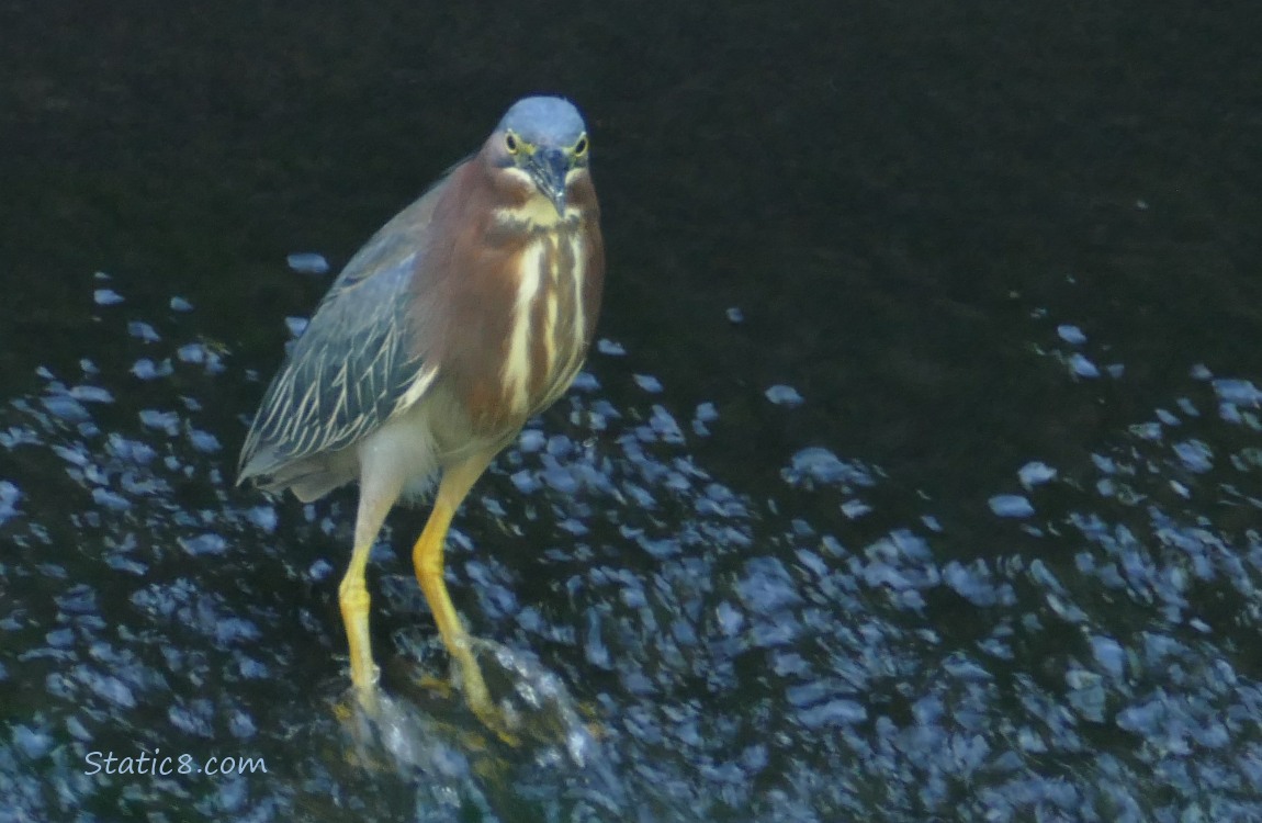 Green Heron standing in shallow, rushing water