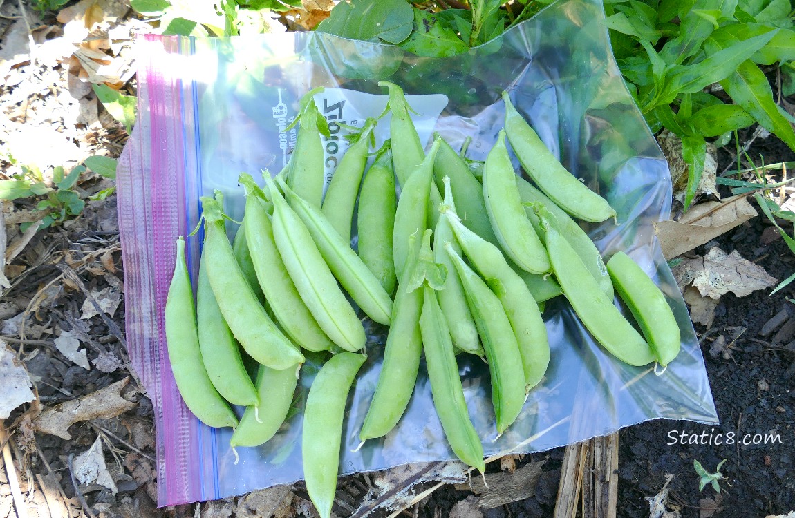 Harvested snap pea pods laying on a ziplock bag on the ground