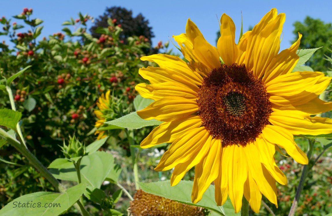 Sunflower bloom with Raspberries in the background