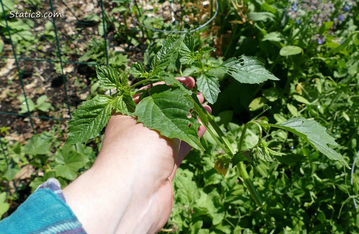 Hand holding a tomatillo branch