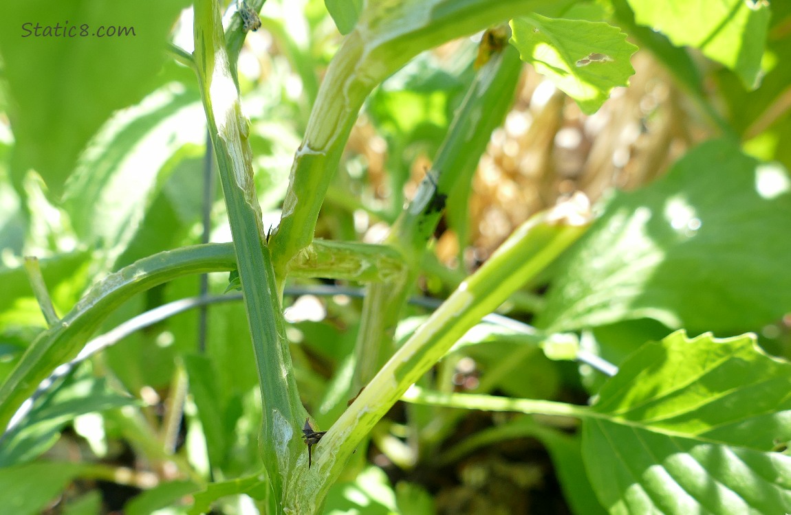 Damaged Tomatillo stems