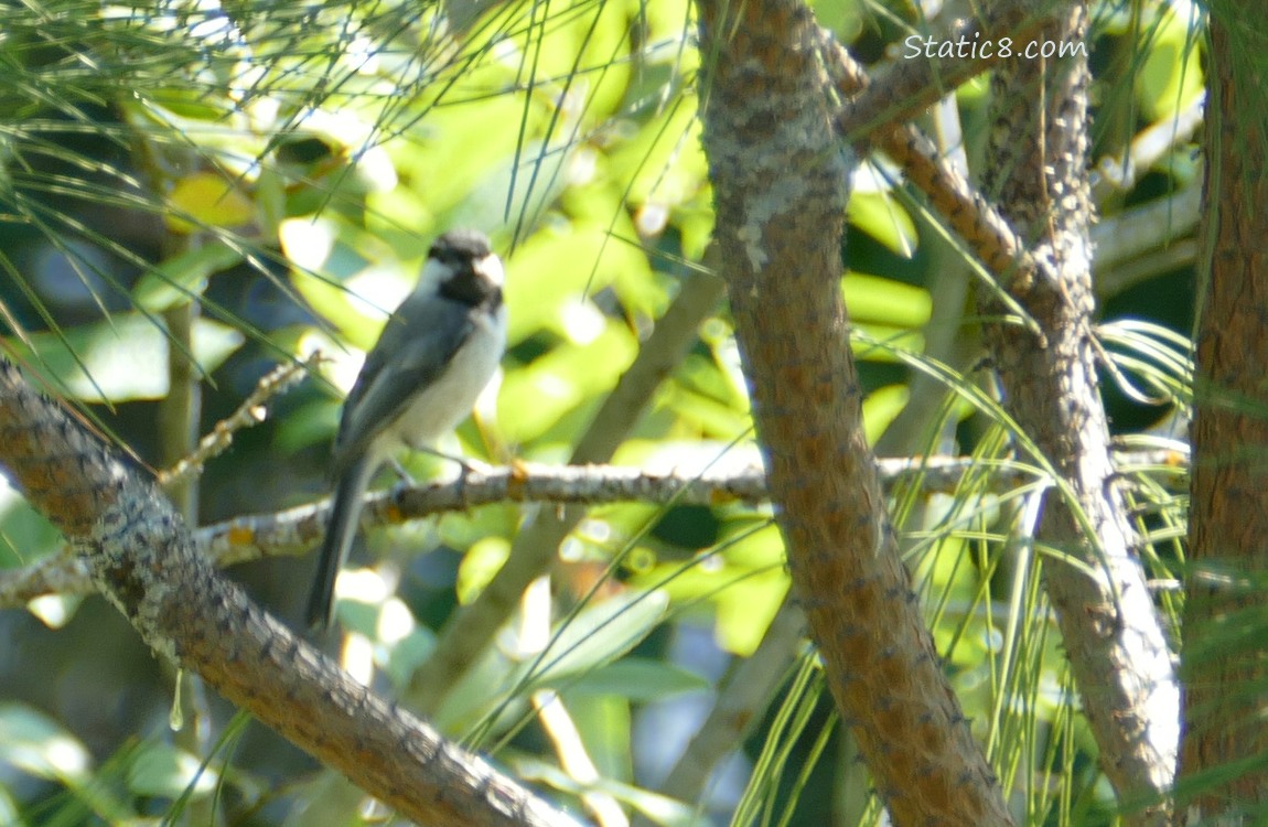 Blurry Chickadee standing in a pine tree