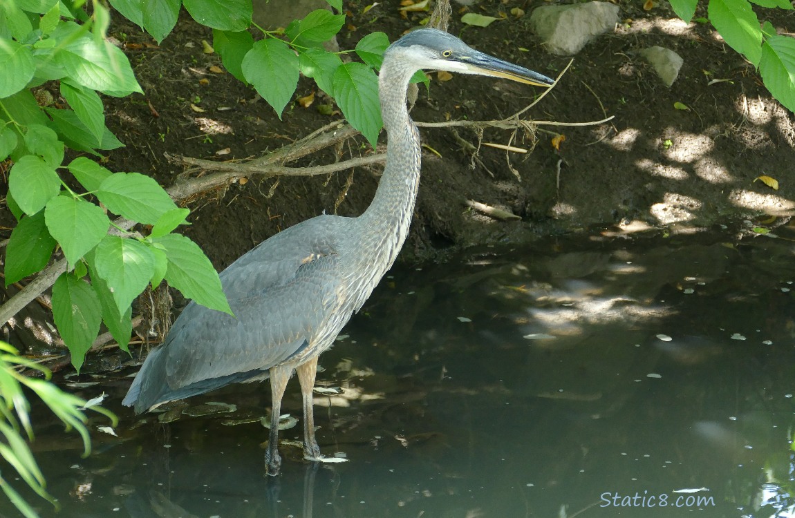 Great Blue Heron