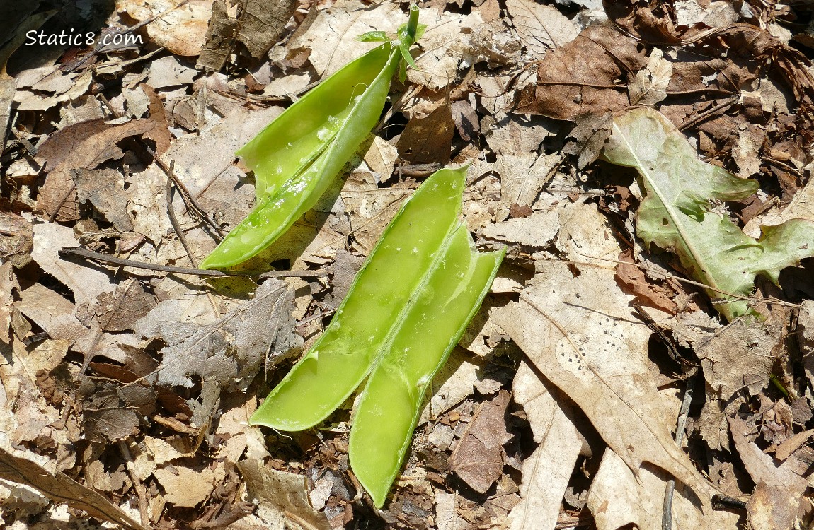 Green pea pods, shucked and thrown on the ground