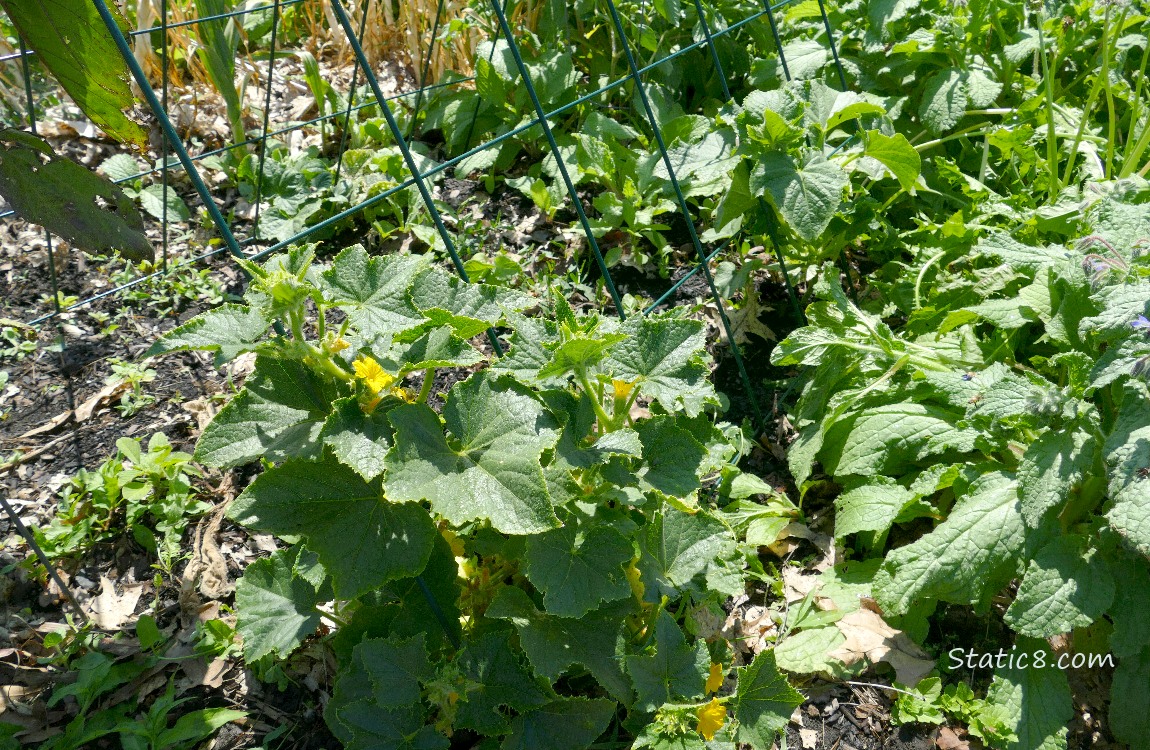 Cucumber plants growing