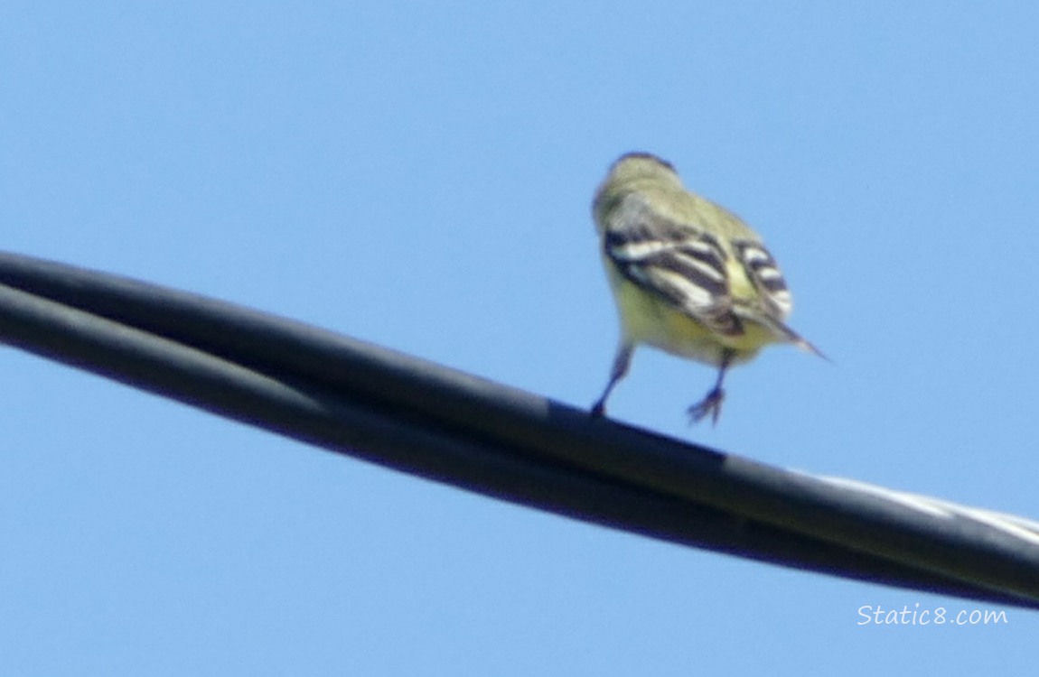 Lesser Goldfinch standing on a power line, turned away