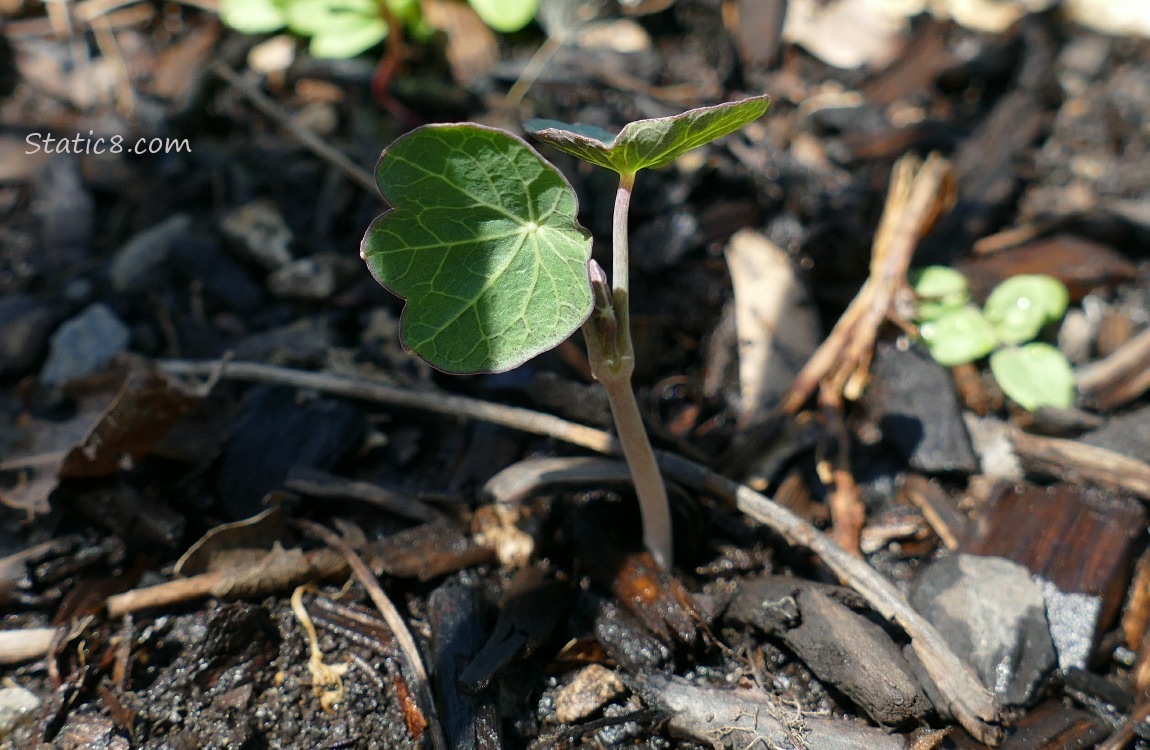 Nasturtium seedling growing in the ground