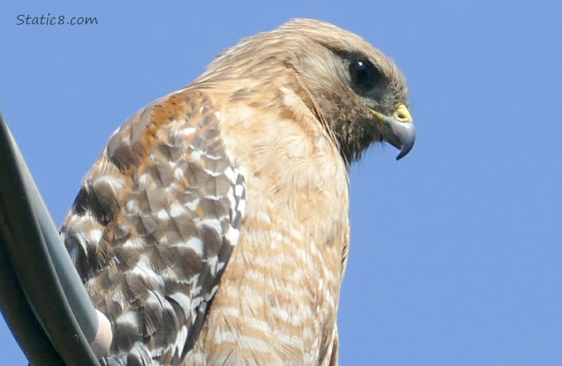 Close up of Red Shoulder Hawk with blue sky behind