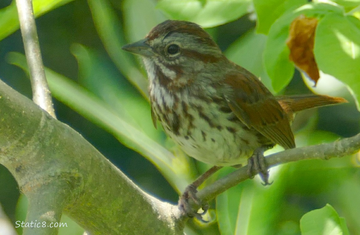 Song Sparrow standing on a twig