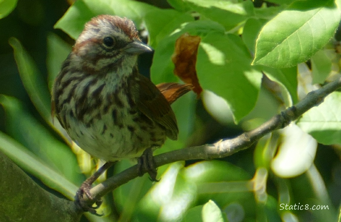 Song Sparrow standing on a twig