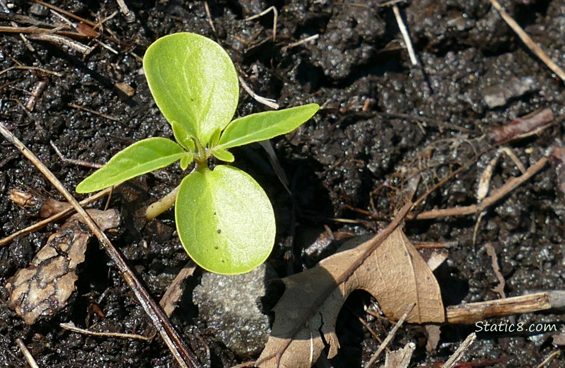 Unknown seedling growin in the dirt