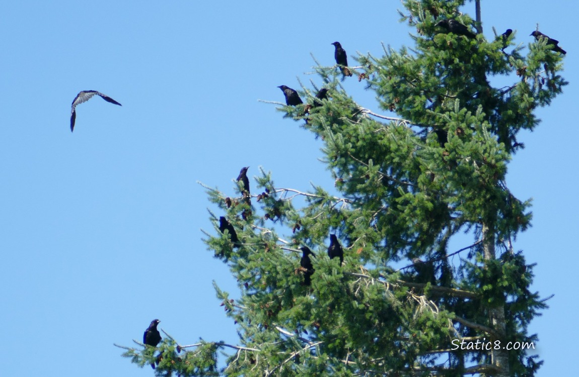 Crows in a fir tree