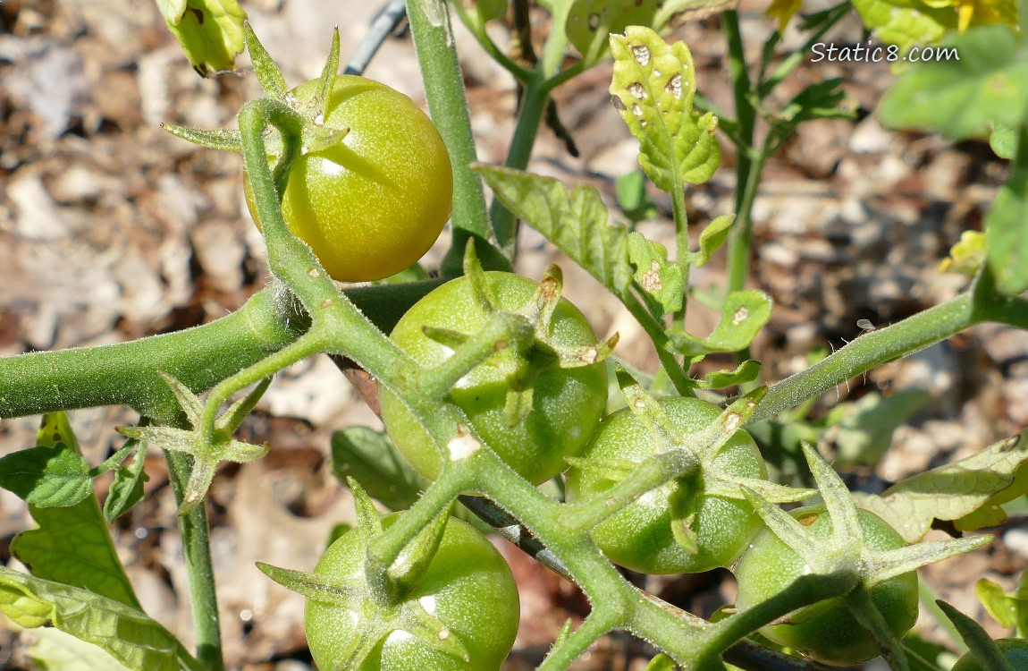 Cherry tomatoes ripening on the plant