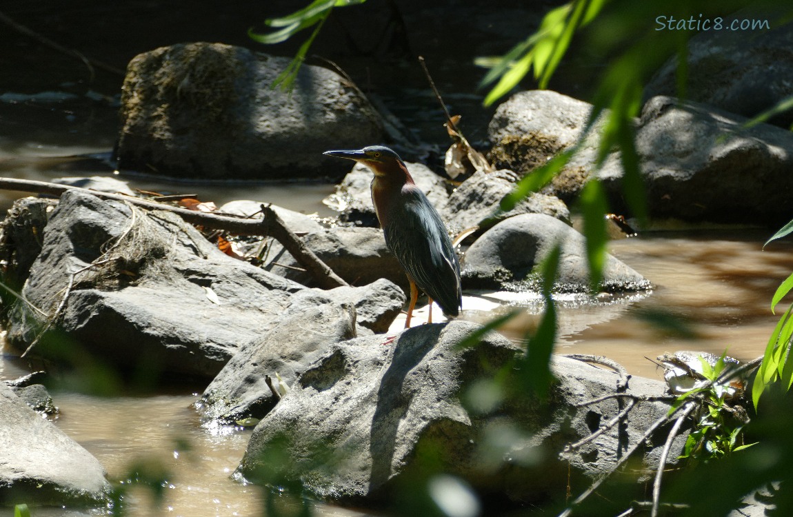 Green Heron standing amongst rocks in the creek