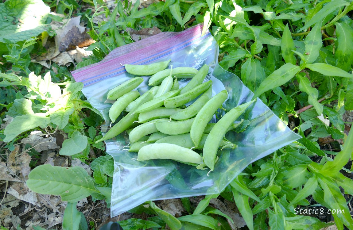 Harvested snap peas laying on a ziplock bag on the ground
