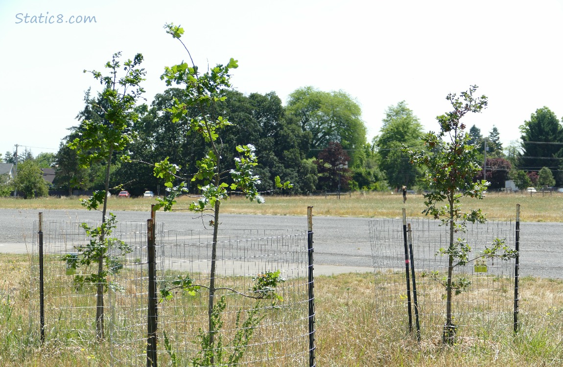 Three oak saplings in front of a parking lot and trees in the distance