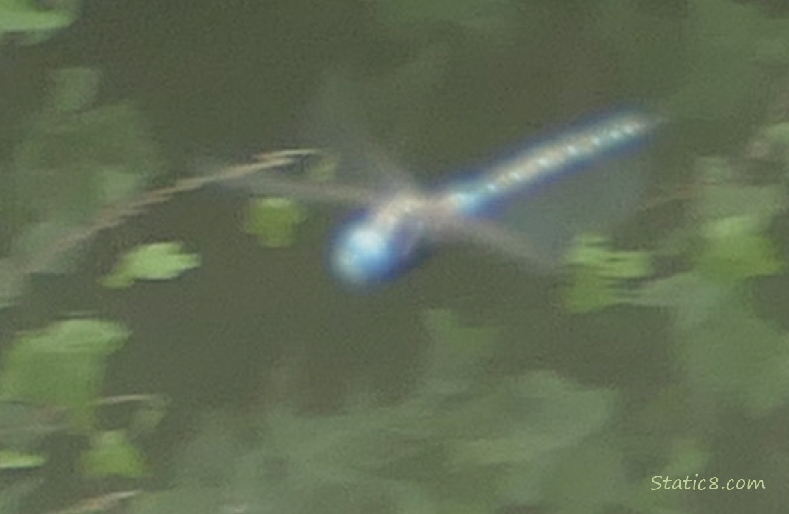 blurry dragonfly flying