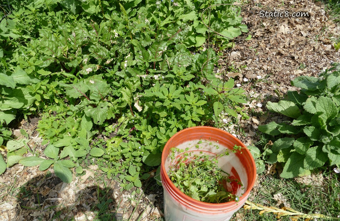 Bucket of pulled weeds next to a weedy garden