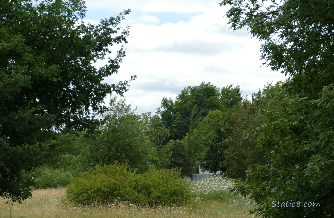 Trees under cloudy skies