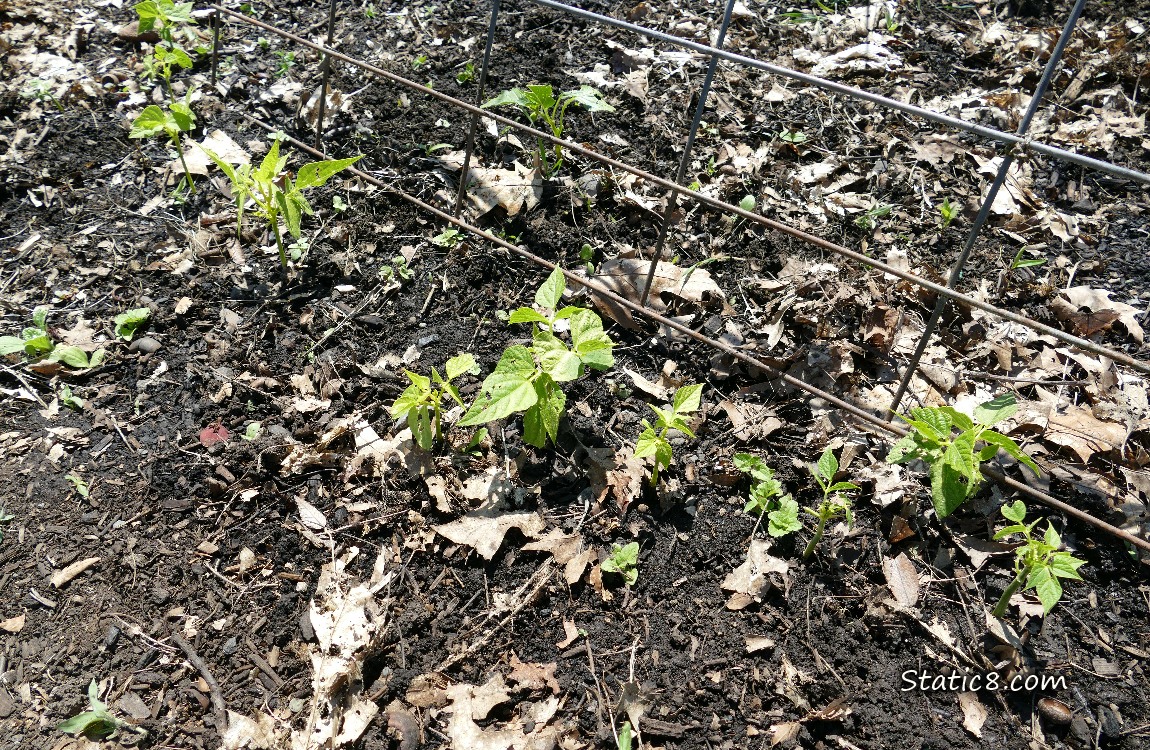 Beans growing in the dirt