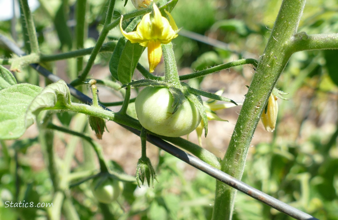 Small green tomato growing on the vine